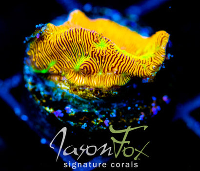 JF JACK O LANTERN LEPTO