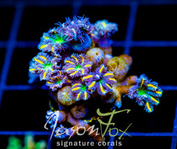 JF YELLOW INFUSED RAINBOW CLOVES