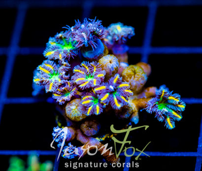 JF YELLOW INFUSED RAINBOW CLOVES