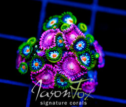 JF STARGAZERS ZOAS COMBO