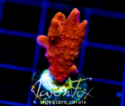 JF BLACK LIGHT SETOSA