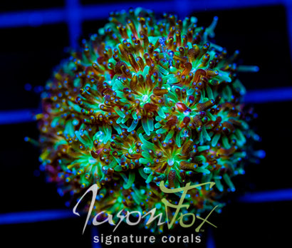 JF FIRE WORKS GALAXIA