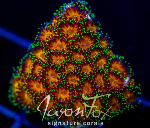 JF ELUSIVE ORANGE LEPTASTREA