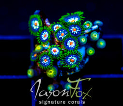 JF STRAGAZERS ZOAS