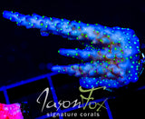 JF NIGHT STALKER ACRO