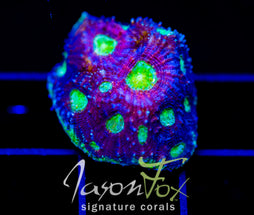 JF ALIEN INVASION ECHINATA