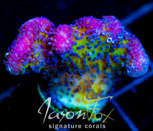 JF BLUEBERRY FIELDS STYLO