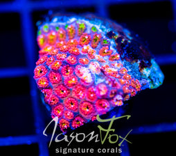 JF KALEIDOSCOPE GONI