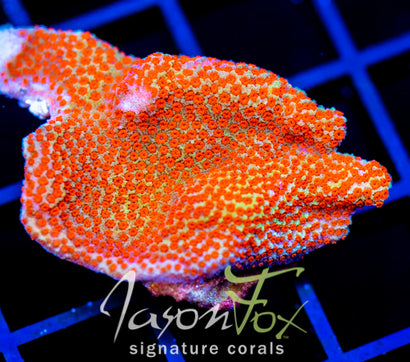 JF REVERSE SUNSET MONTI XL FRAG