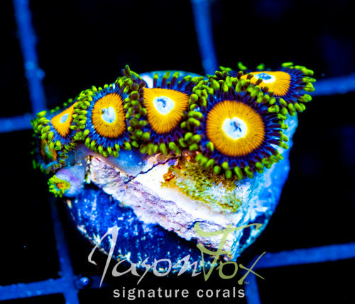 JF AUSSIE SCAMBLED EGG ZOAS