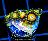 JF AUSSIE SCAMBLED EGG ZOAS