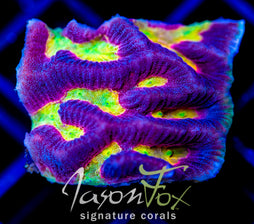 JF MASTER MIND GONIASTREA