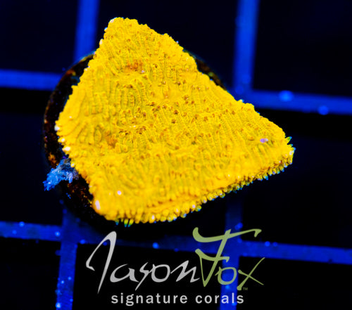 JF BRIGHT ORANGE LITHO