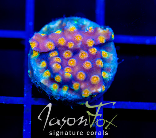 JF PARTY CRASHER CYPHASTREA