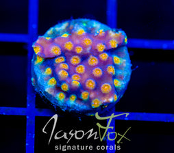 JF PARTY CRASHER CYPHASTREA