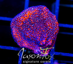 JF VIOLET ORANGE MONTI