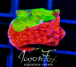 WWC GRAFTED TURBICULATA