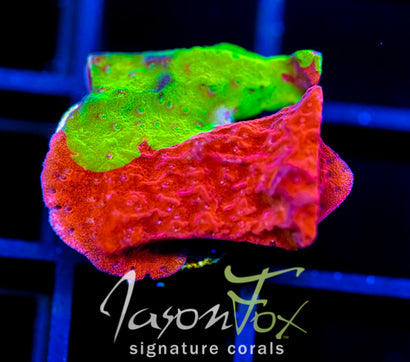 WWC GRAFTED TURBICULATA