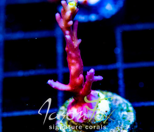 TYREE RED DRAGON ACRO