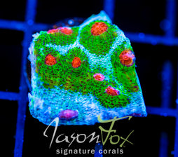 JF OUTER ORBIT CHALICE