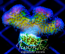 JF BLUEBERRY FIELDS STYLO