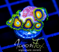 JF AUSSIE SCAMBLED EGG ZOAS COMBO