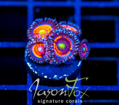 EVERLASTING GOBSTOPPERS PALYS