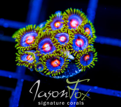 JF BIG BANG ZOA