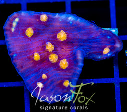 JF HALLOWEEN CHALICE