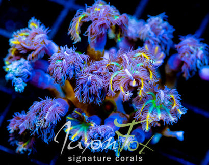 JF RAINBOW CLOVE COMBO