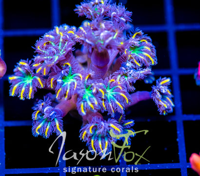 JF YELLOW INFUSED RAINBOW CLOVES