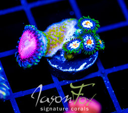 JF STARGAZERS ZOAS COMBO