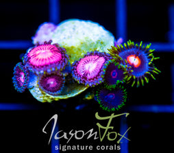 JF BLITZED ZOAS COMBO