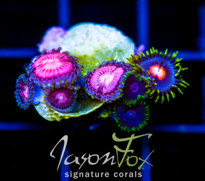 JF BLITZED ZOAS COMBO
