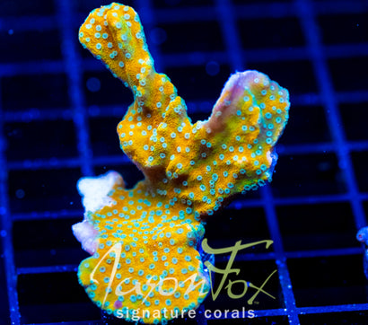 JF SWEET TOOTH MONTI XL