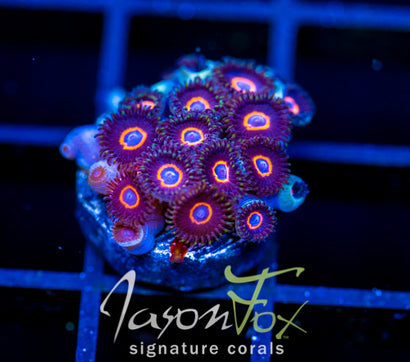 JF CRAZY EYES ZOAS
