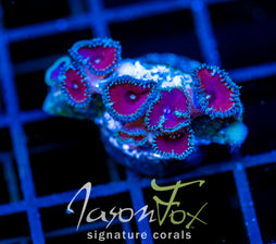 JF PURPLE DEATH PALYS