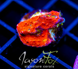 JF PINK BOOBIES CHALICE