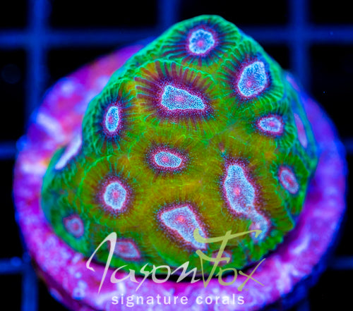 JF POWDER PUFF FAVIA