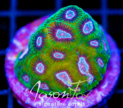 JF POWDER PUFF FAVIA