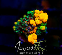 WWC ORIGINAL BOUNCE MUSHROOM