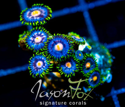 JF ASS MONKEYS ZOAS