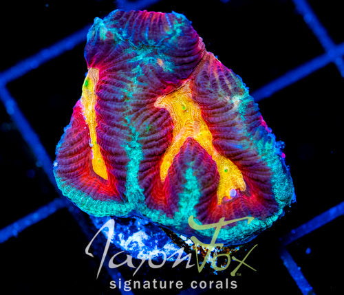 JF BRAIN STORM GONIASTREA