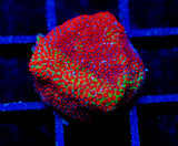 JF REVERSE SUNSET MONTI