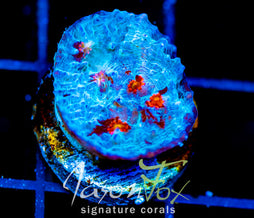 JF RED HELLSPAWN CHALICE