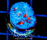 JF RED HELLSPAWN CHALICE