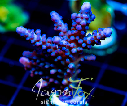 WWC YELLOW TIPS ACRO XL FRAG