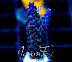 JF COOLERS CHAMPAGNE ACRO