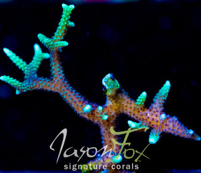 JF GLOWING FINGERS BN XL FRAG