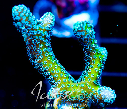 JF ENCHANTED FOREST BN